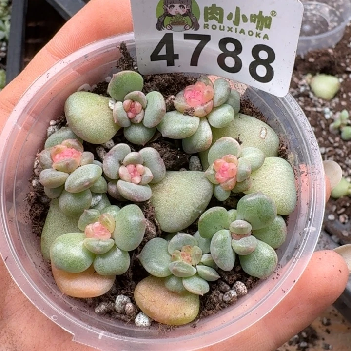 多肉植物多肉植物