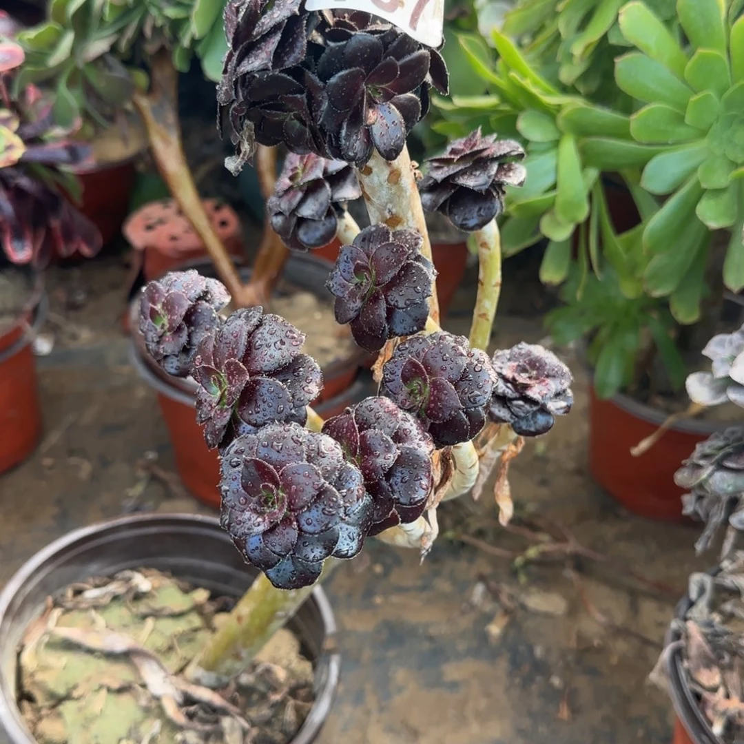 墨豆107满20包邮断枝不包