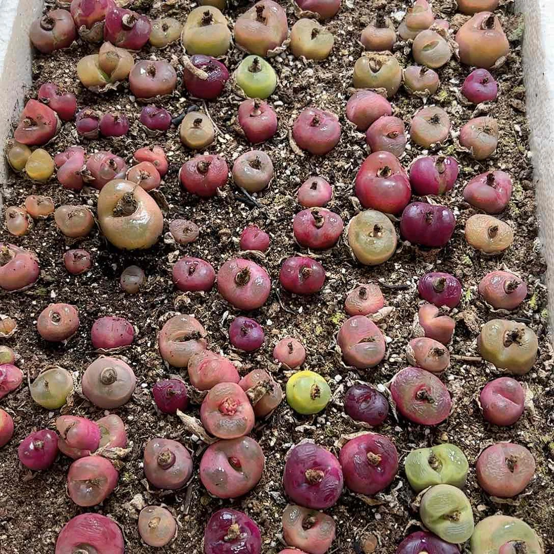 【闪购商品】137 一箱大毛