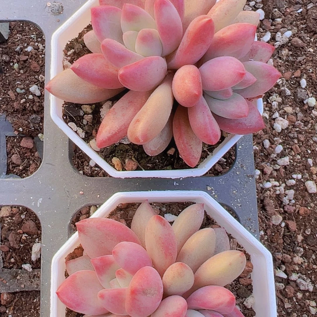 双头贺非19包邮多肉