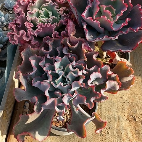 一*心多肉植物杂交 3棵