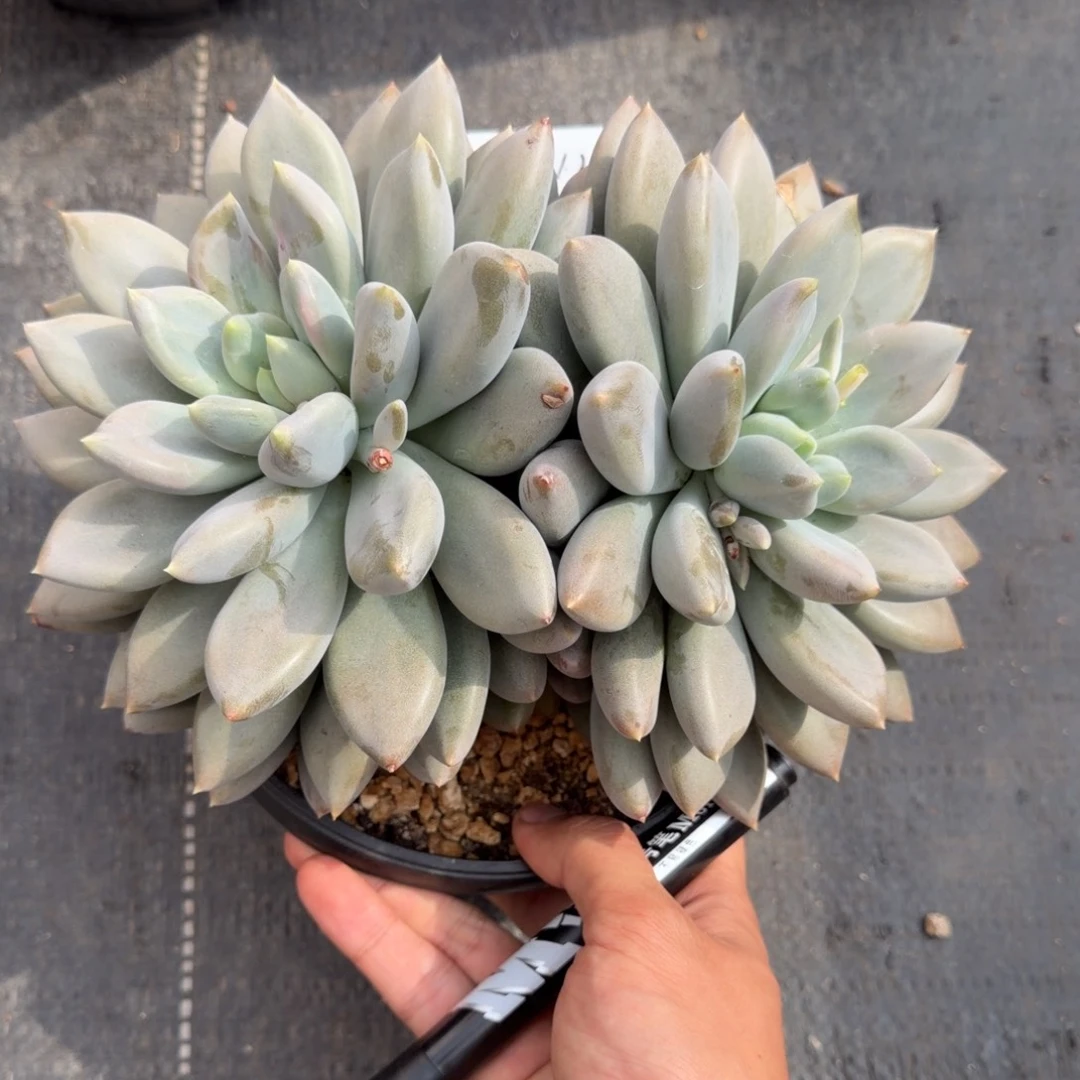 一物一拍黄胖体大双头24