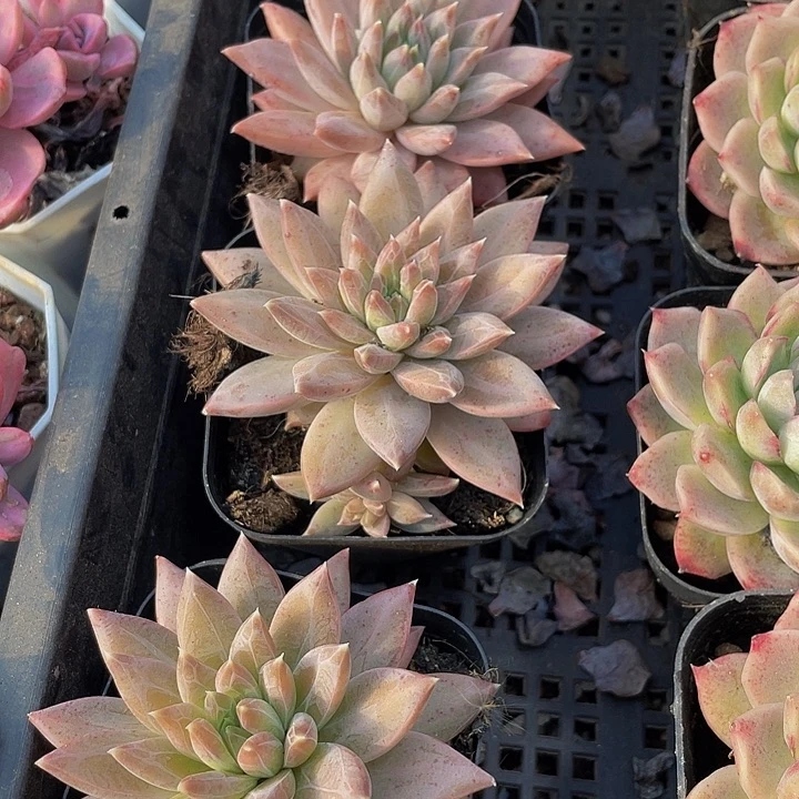 灰姑娘带盆土发货