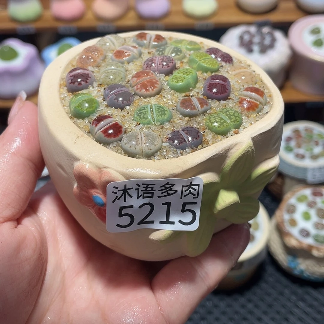 带盆土植物 一物一拍5215