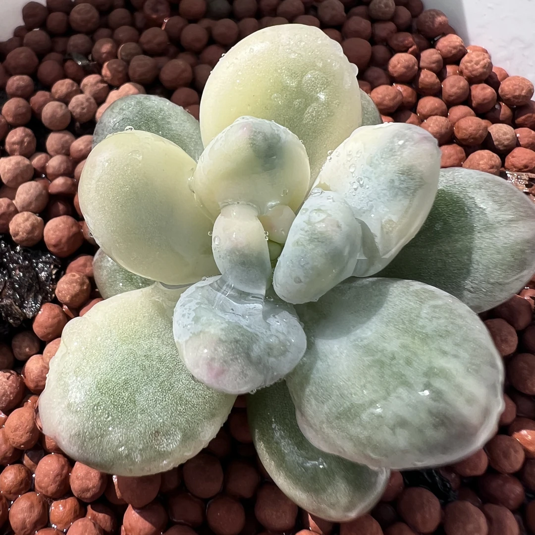 奶酪锦，高瓷白基因