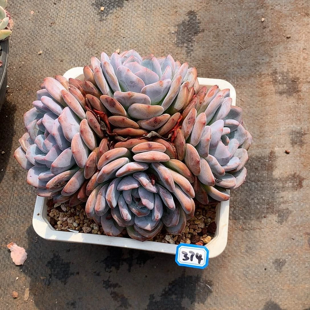 一物一拍多肉 374橙子