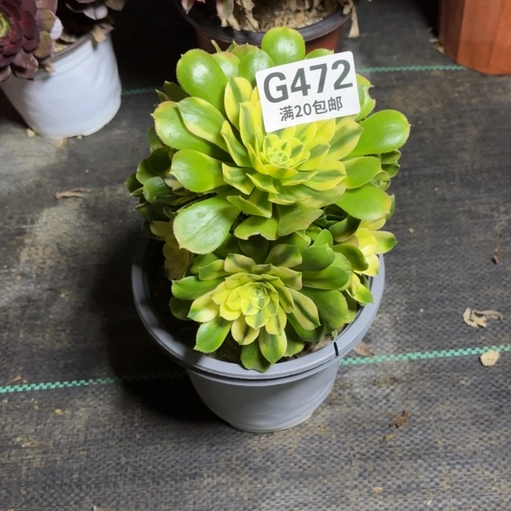 瑞妈一物一拍472