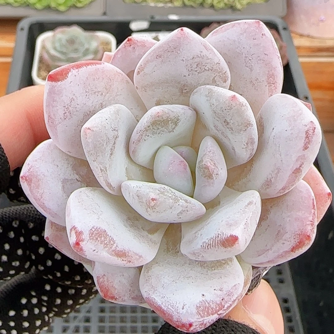 多肉1011--424福利