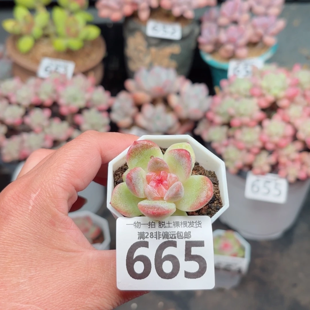 优选珍妮无盆土发货