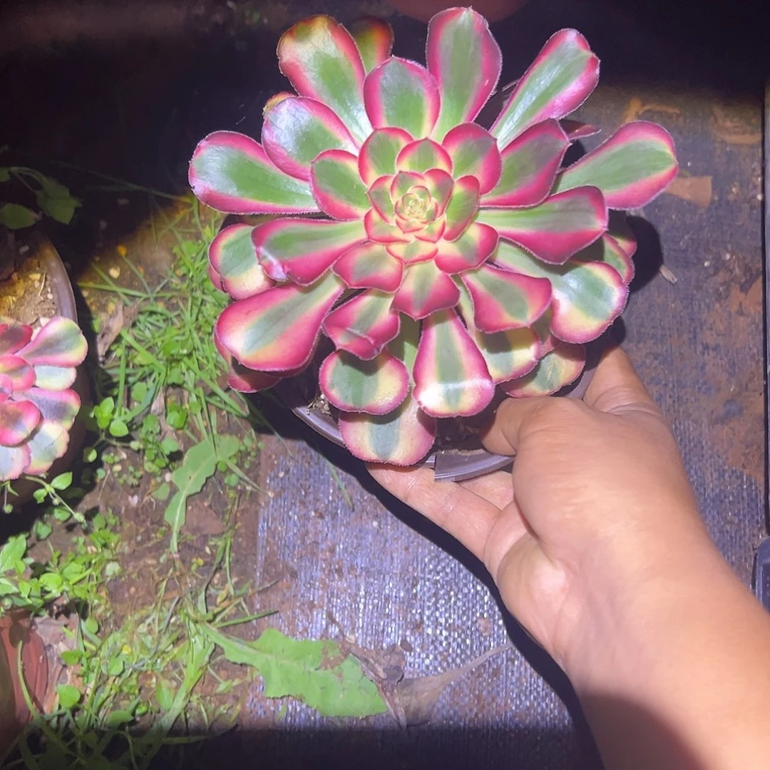 你***！精品多肉植物初恋