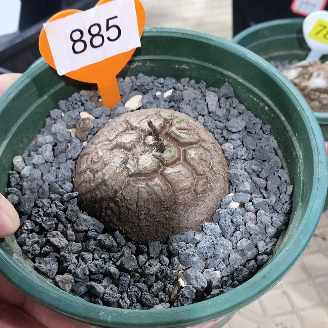 南非龟甲龙龟甲龙