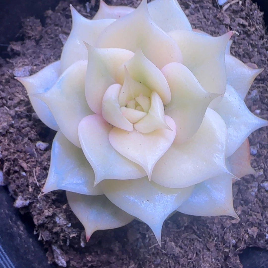 ℡****?爱吃 多肉植物