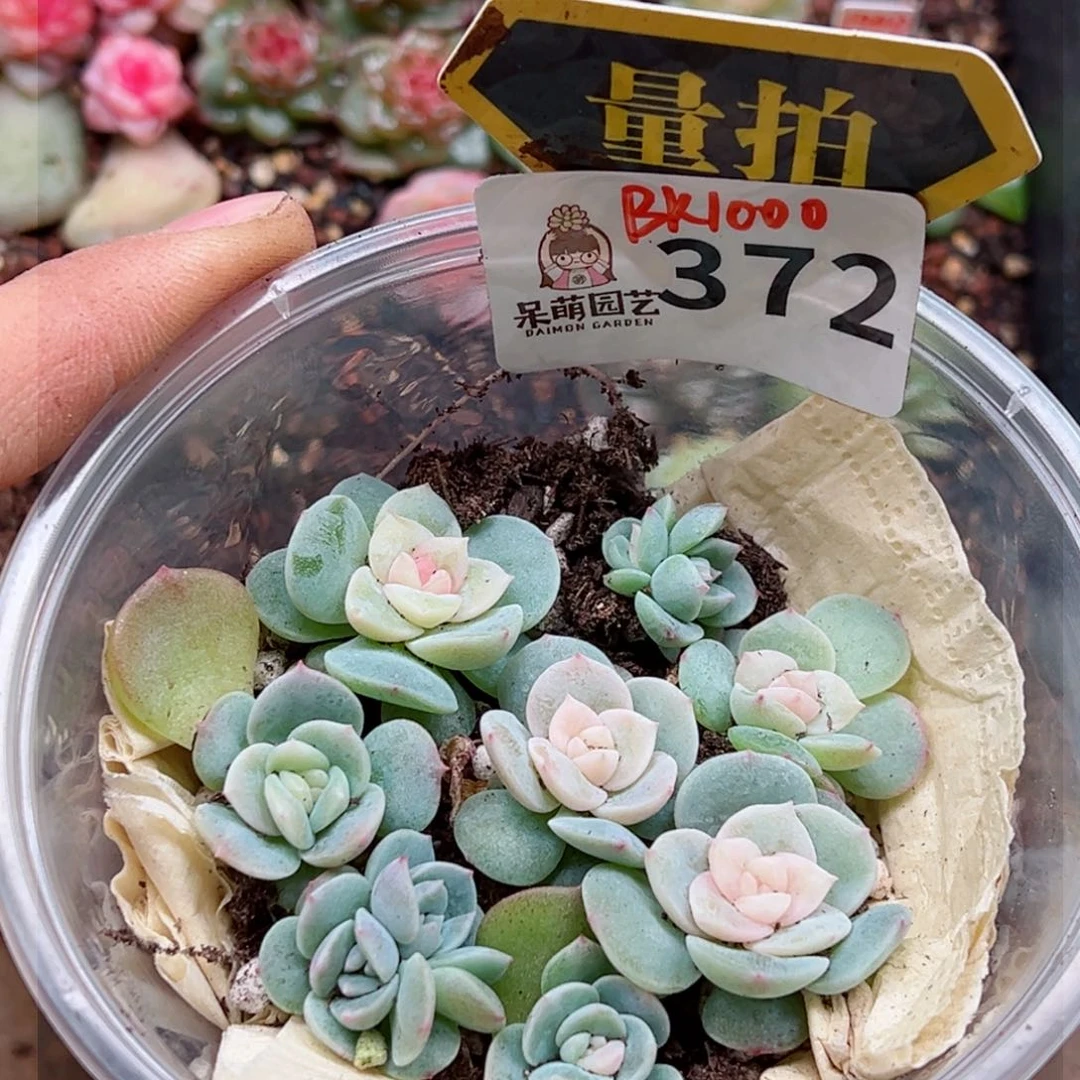 多肉植物多肉植物