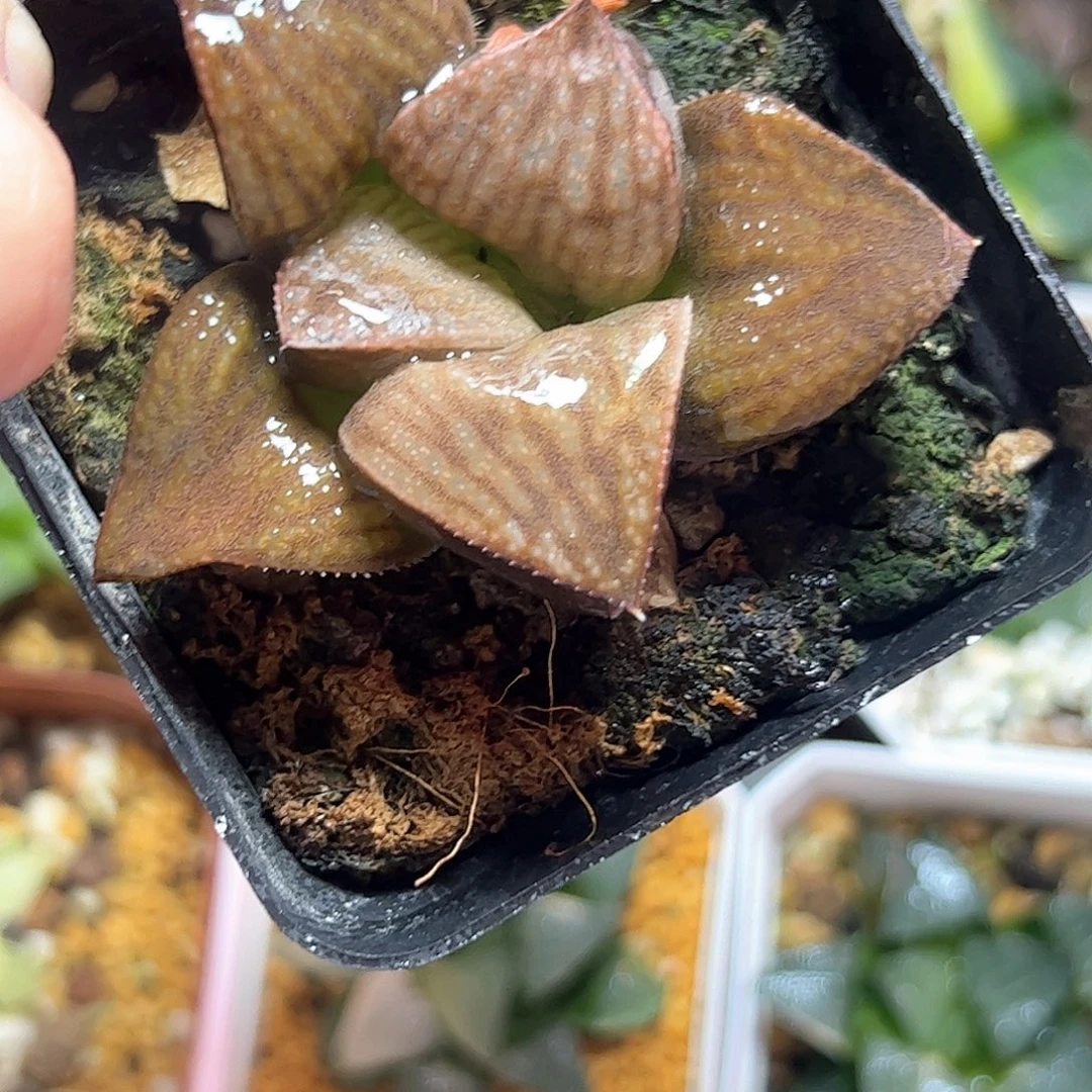 抹茶青蟹十二卷多肉植物