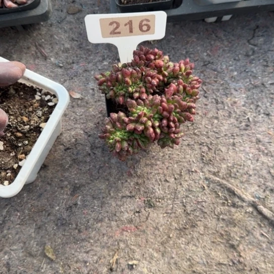 216红唇缀多肉植物多