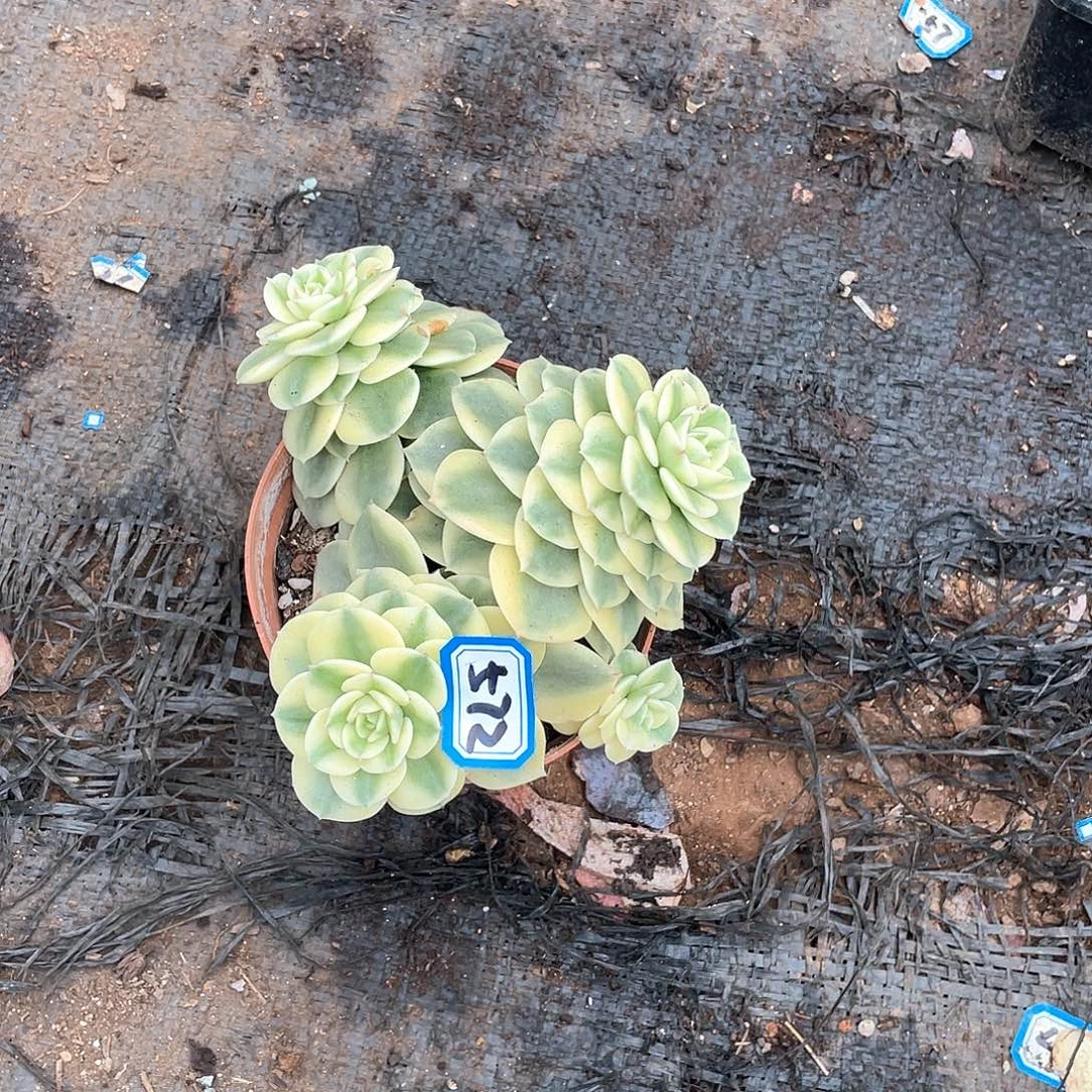 572蜡牡丹锦 一物一拍多肉