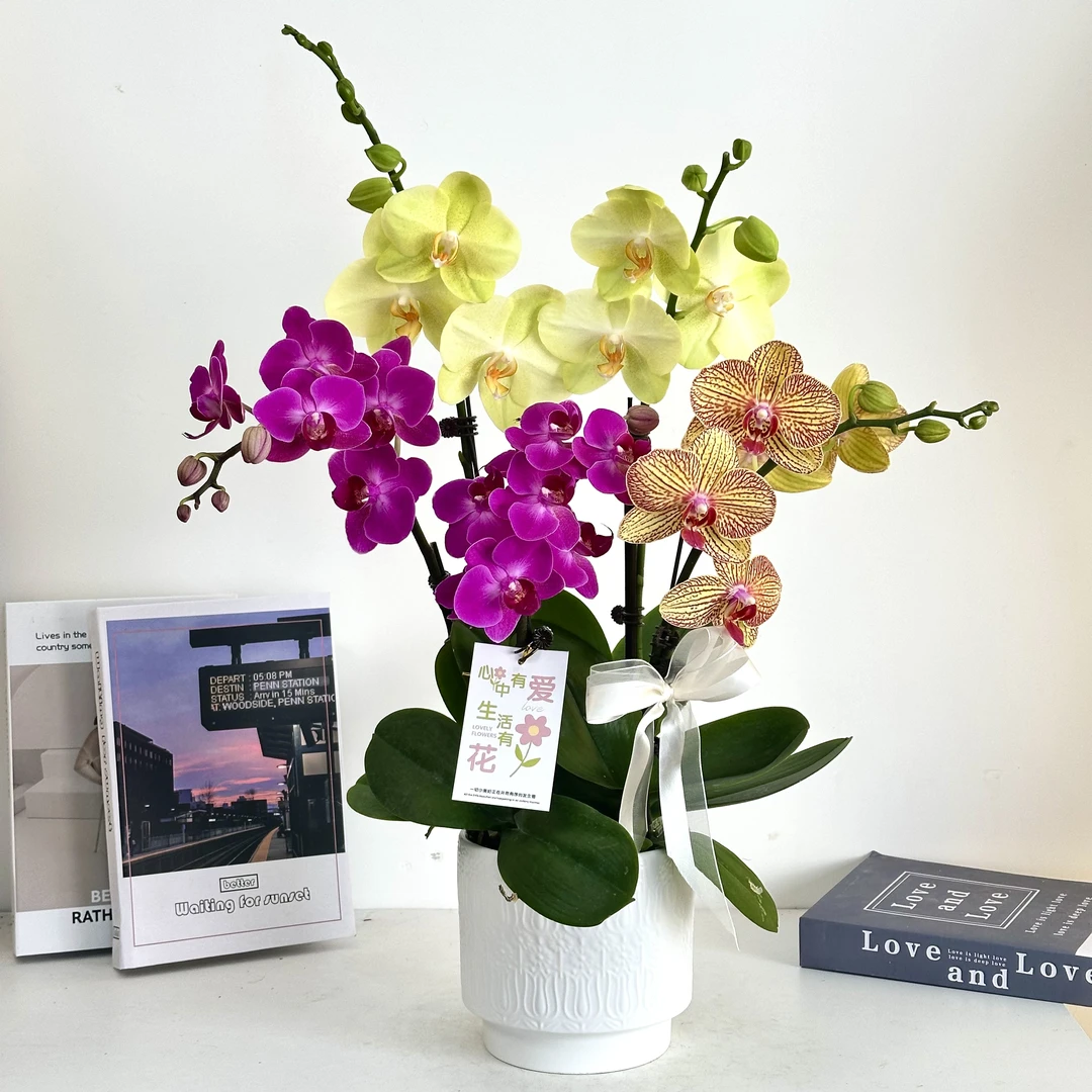 妗画【国色天香】蝴蝶兰鲜花精致组盆 开花株 室内绿植基地直发