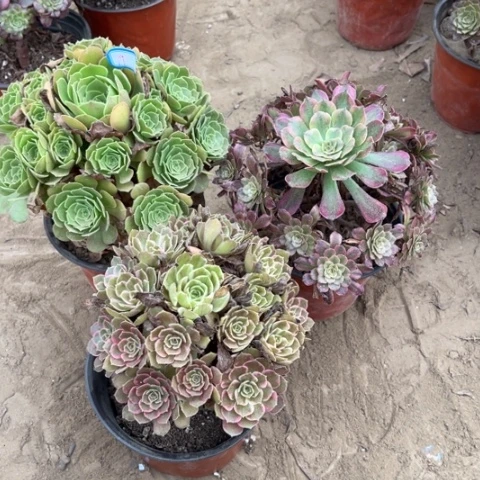 191多肉植物组合，