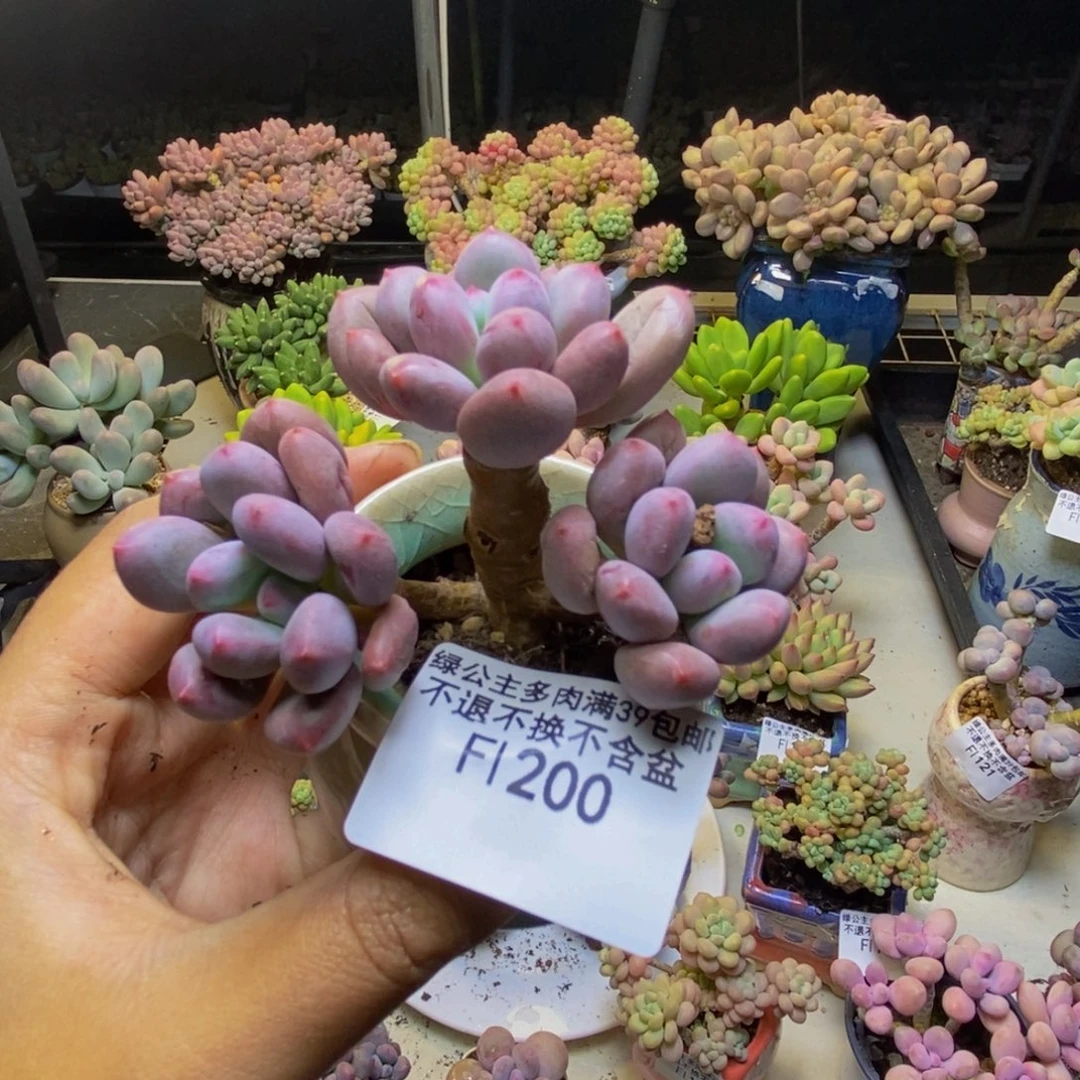 200仙子奶多肉6cm