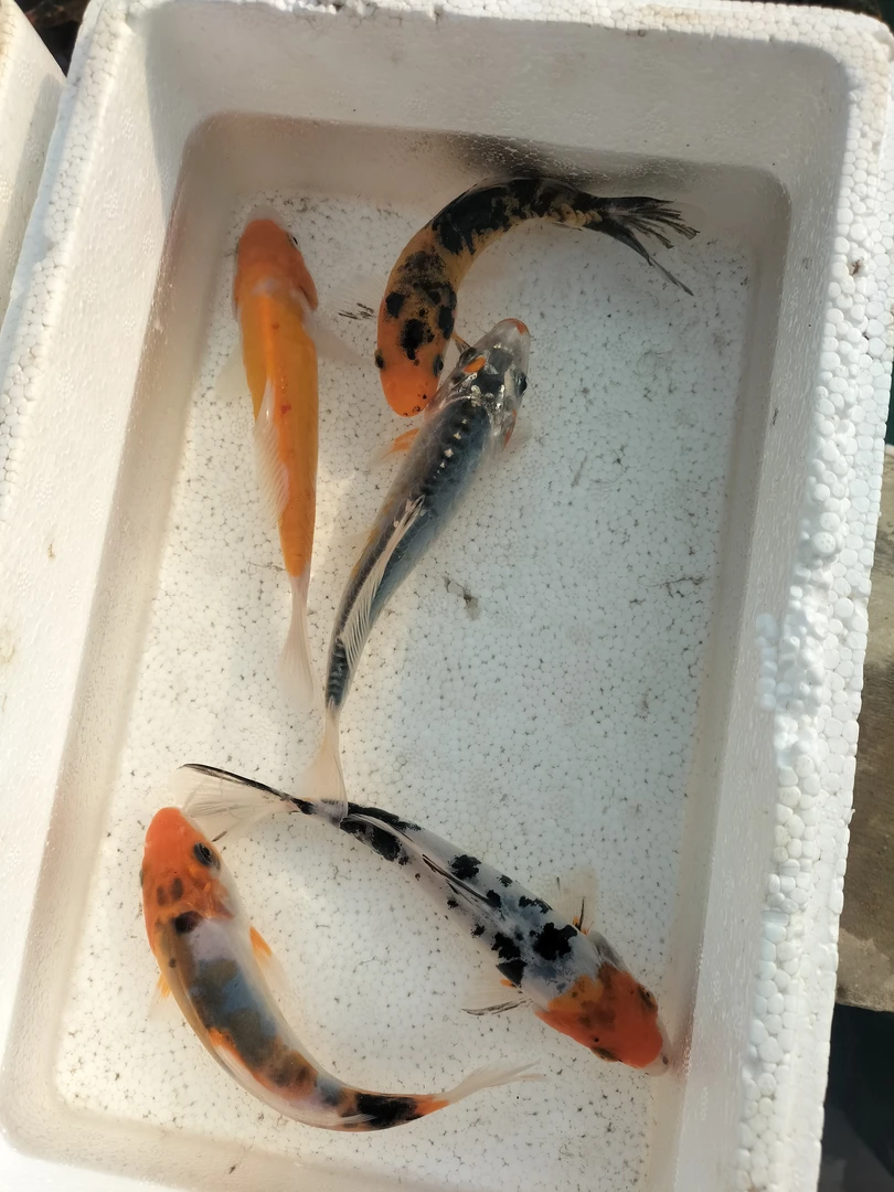 蓝龙，红龙   彩龙14公分