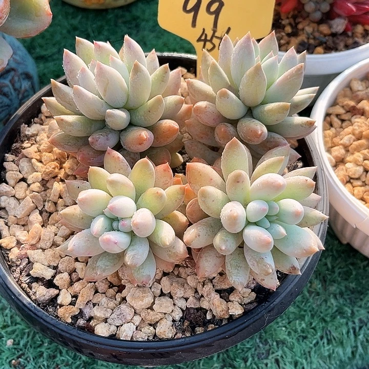 所罗门99号码牌子的话题