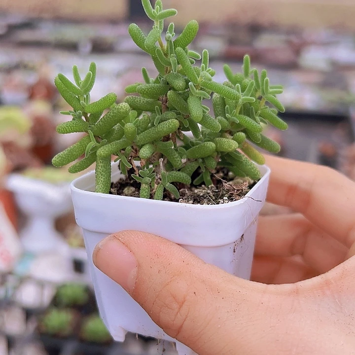 糖球枝干19包邮多肉