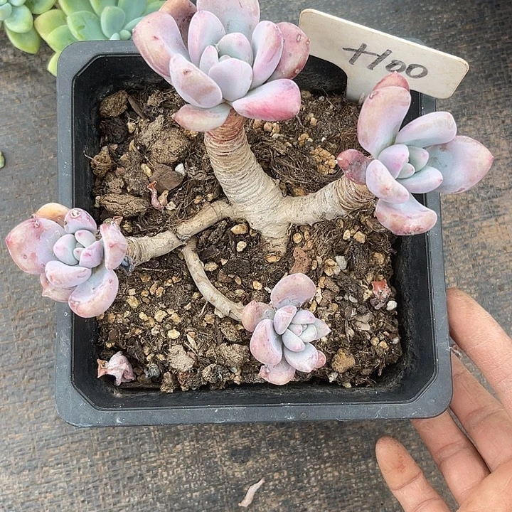 晨语多肉，一物一拍奥普100