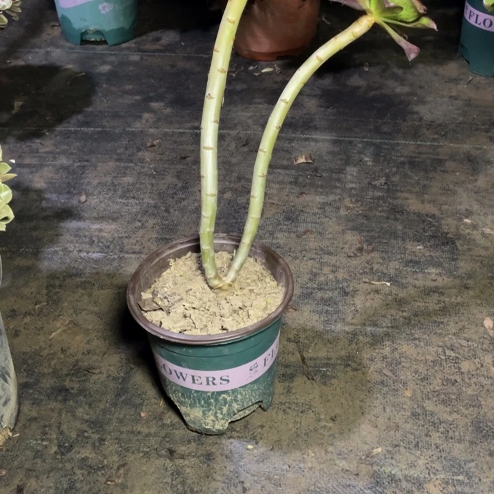 21冰武士多肉植物多肉