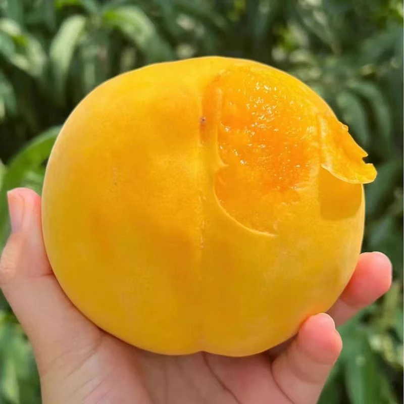 【黄金蜜桃】黄金毛桃新鲜脆甜黄肉桃蜜桃子应当季现摘水蜜桃包邮当季新鲜水果桃子山东省