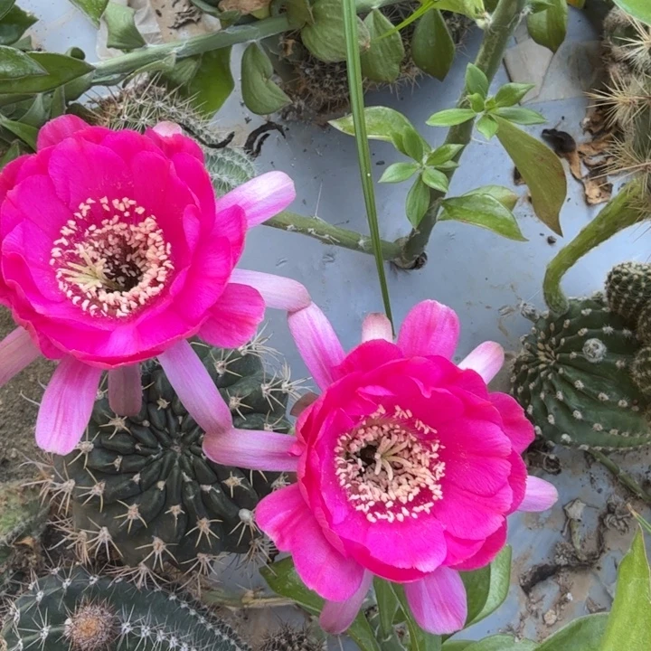 丽花仙人球仙人掌637