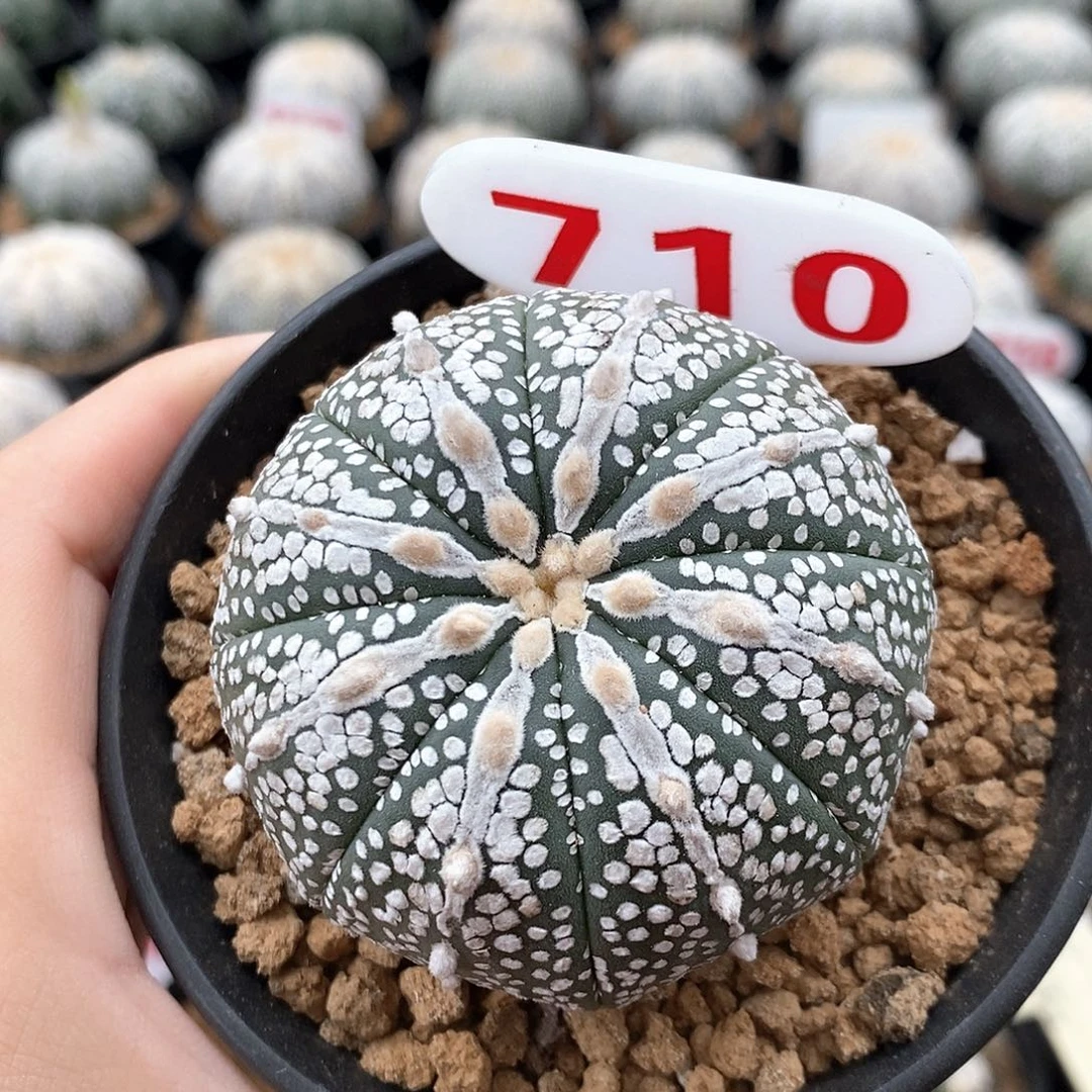 710奇迹兜系列产品