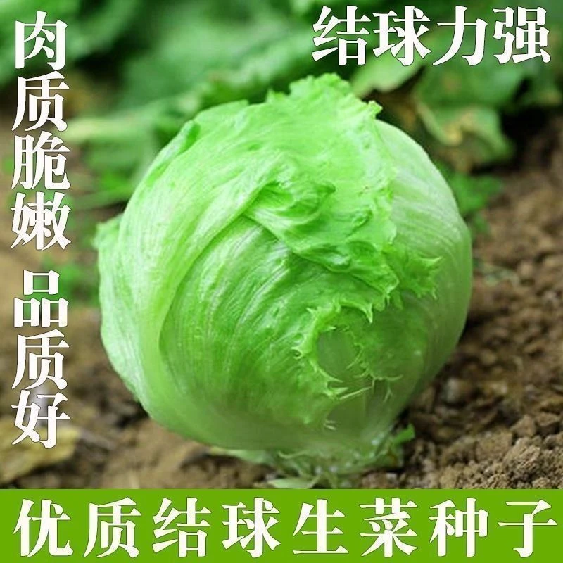 【生菜大全】结球生菜种子圆生菜春夏秋四季播生菜种子球形菜种子