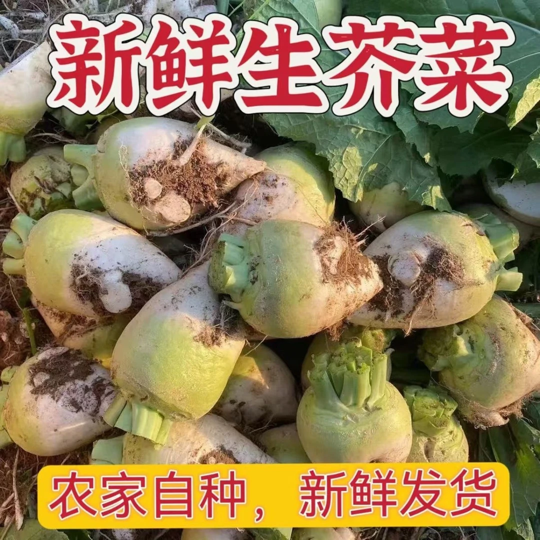 芥菜疙瘩新鲜大头菜麻辣芥菜下饭菜辣咸菜丝山西芥菜嘎达包邮