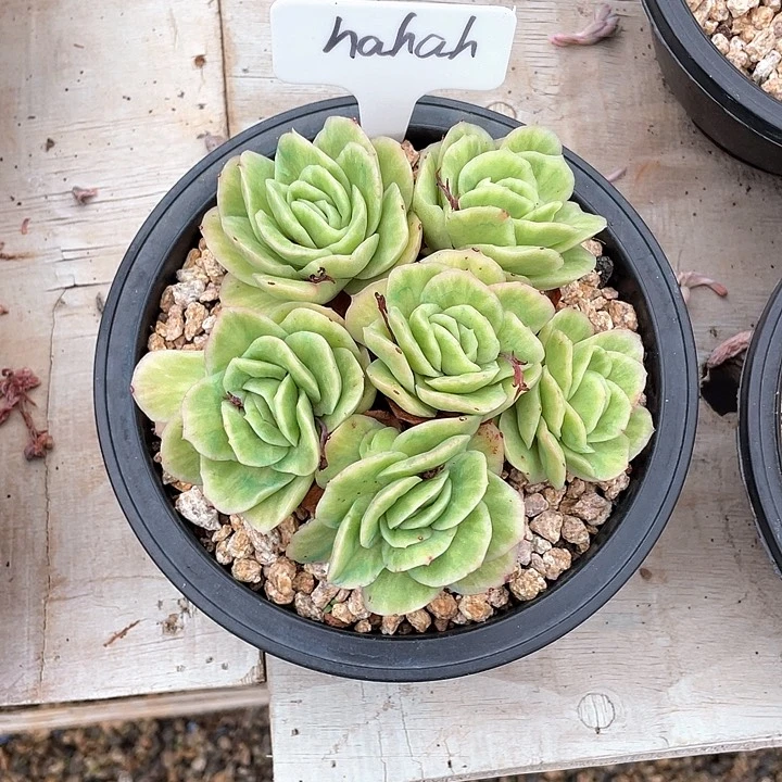 多肉Hahah冰玫瑰锦