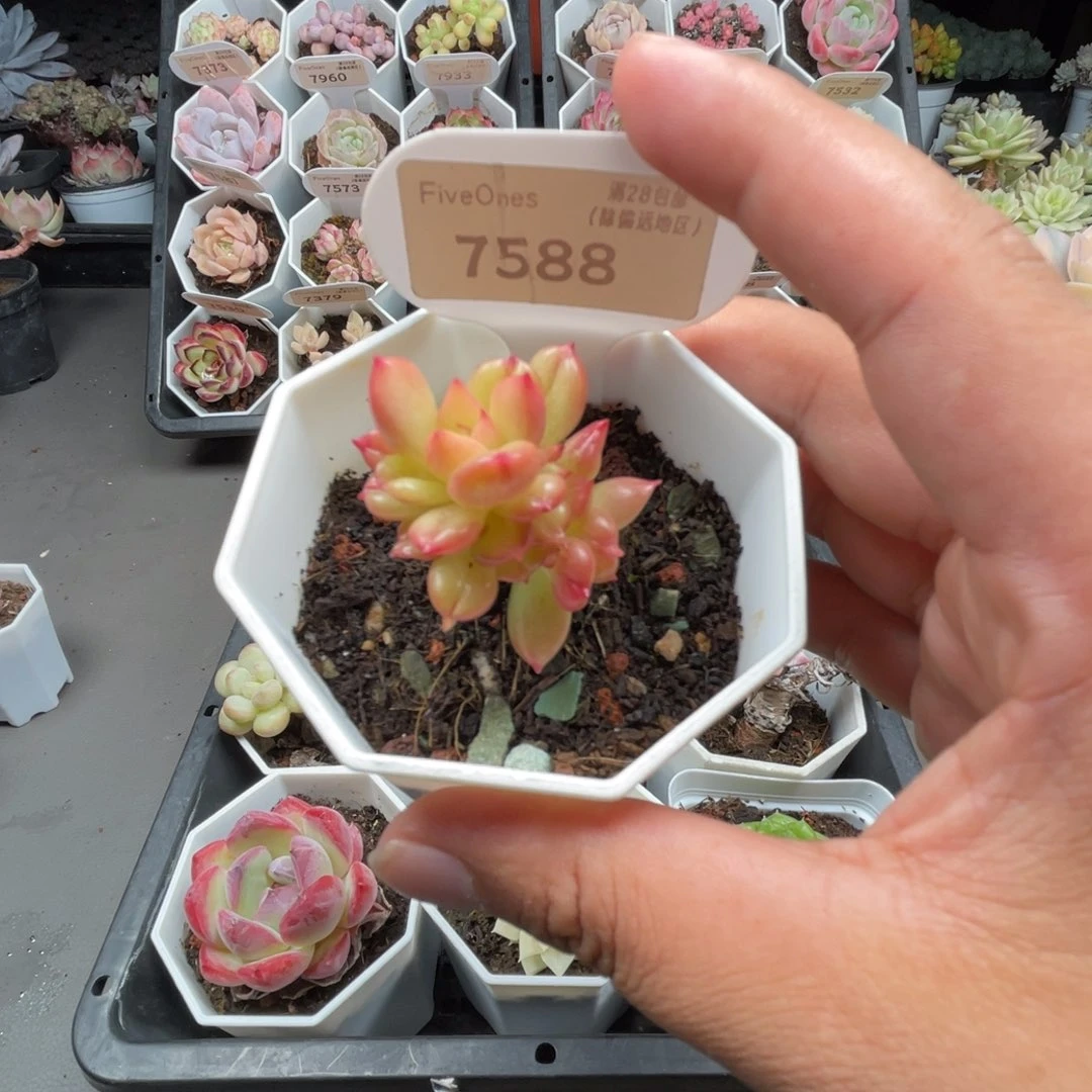 7588苹果花4.0厘米