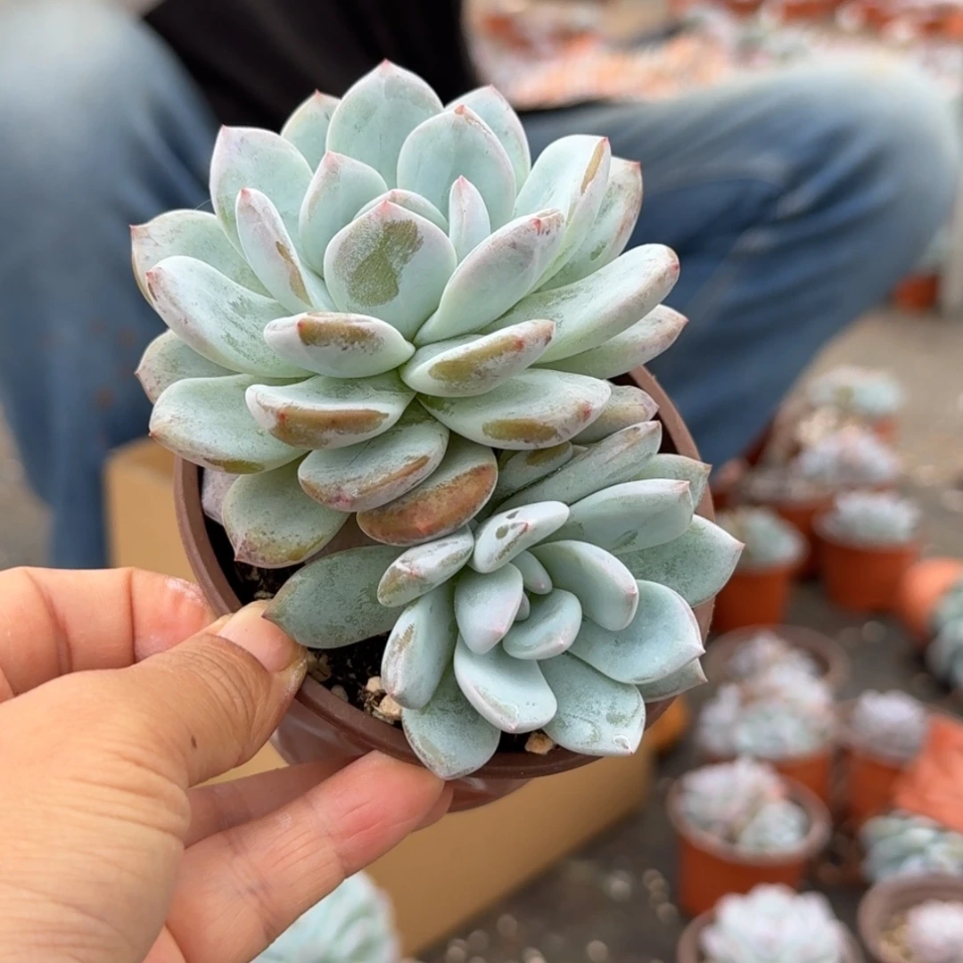 梦露绿菜单双混6厘米1棵不售后