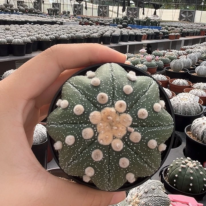 7.1cm大油海星星兜