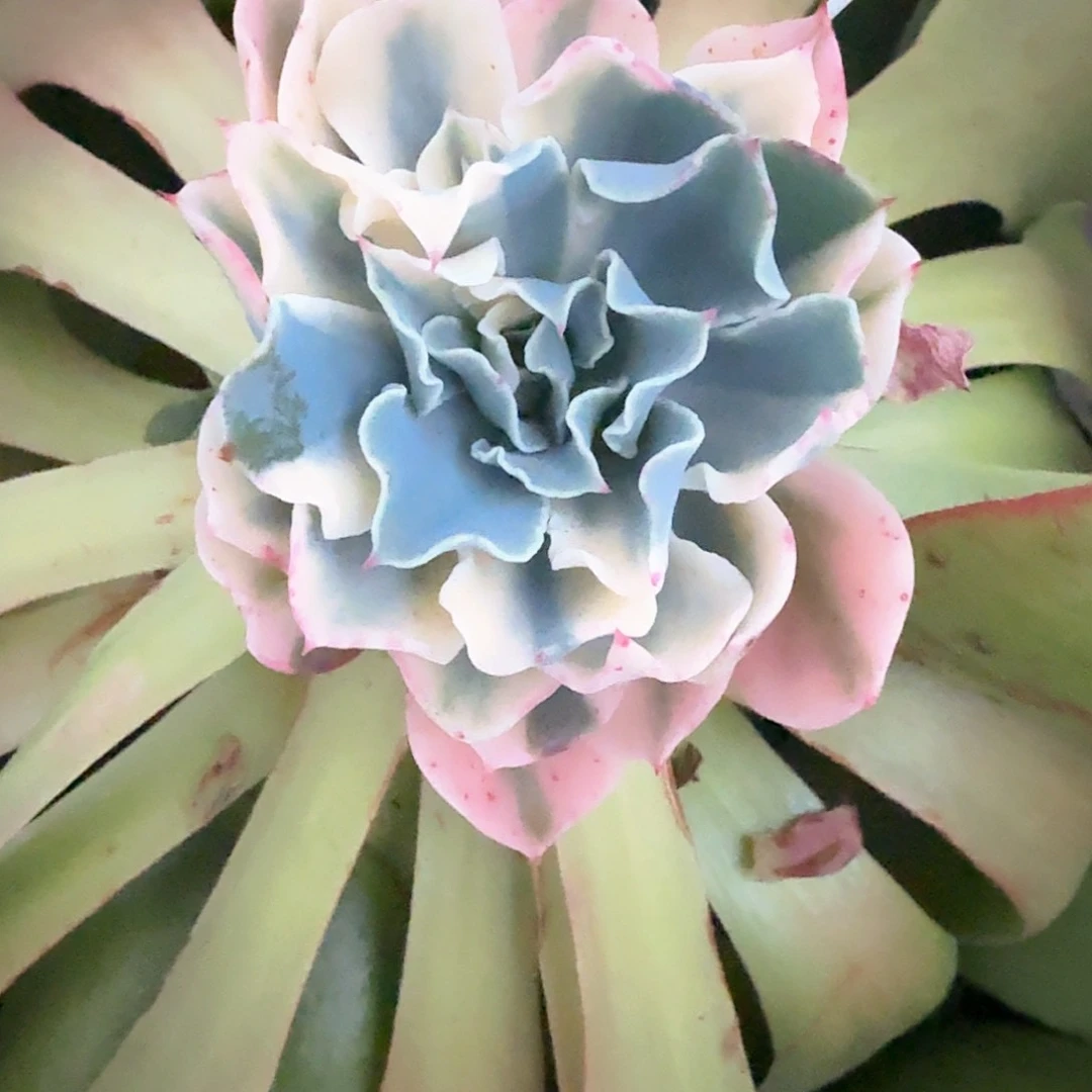 海啸  锦上园艺一物一拍