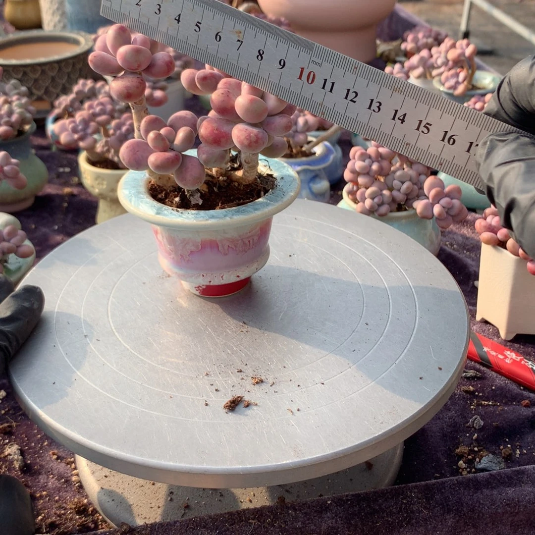 13号带盆偏远地区不包邮的