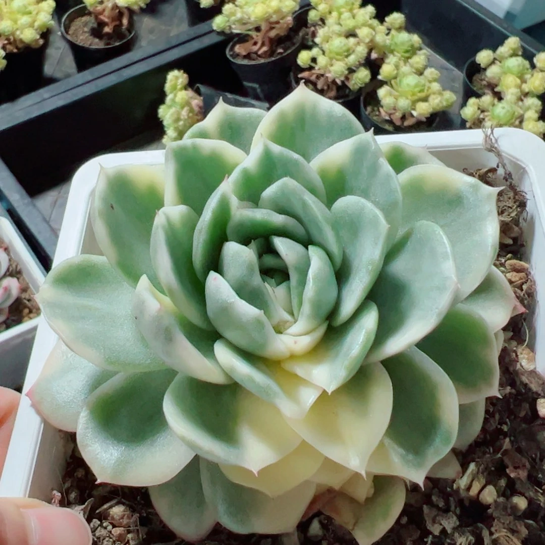 东云锦，覆轮锦带全锦