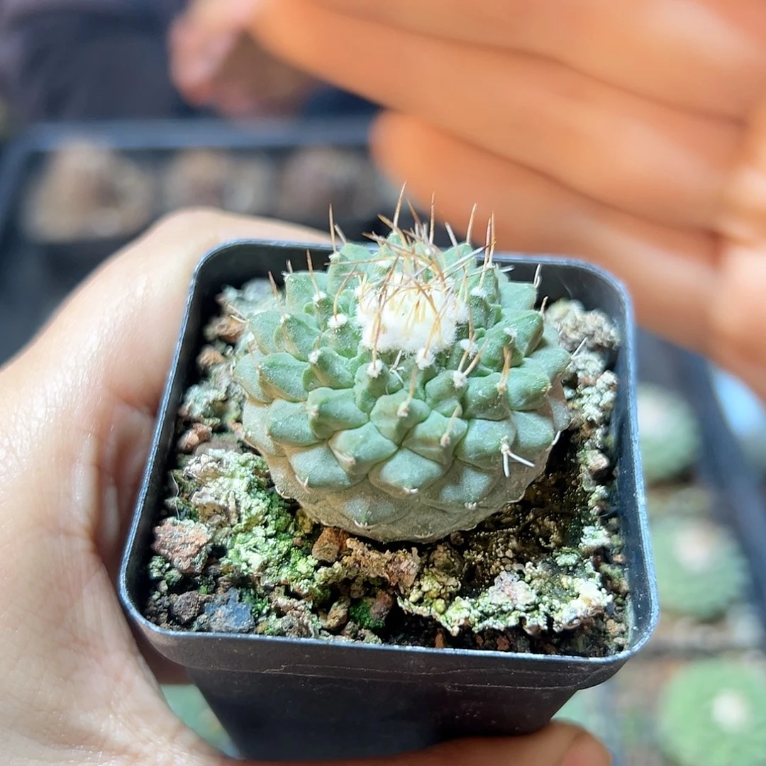 实生菊水带盆3.3公分