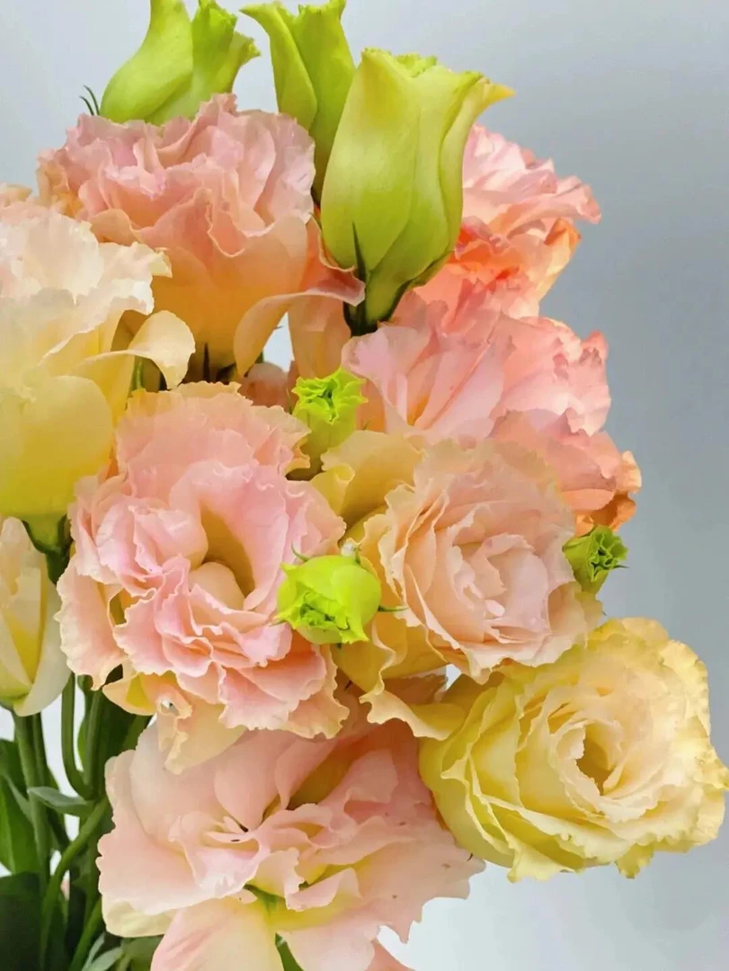 婵之语优选    香槟粉洋桔梗 鲜切洋桔梗瓶插