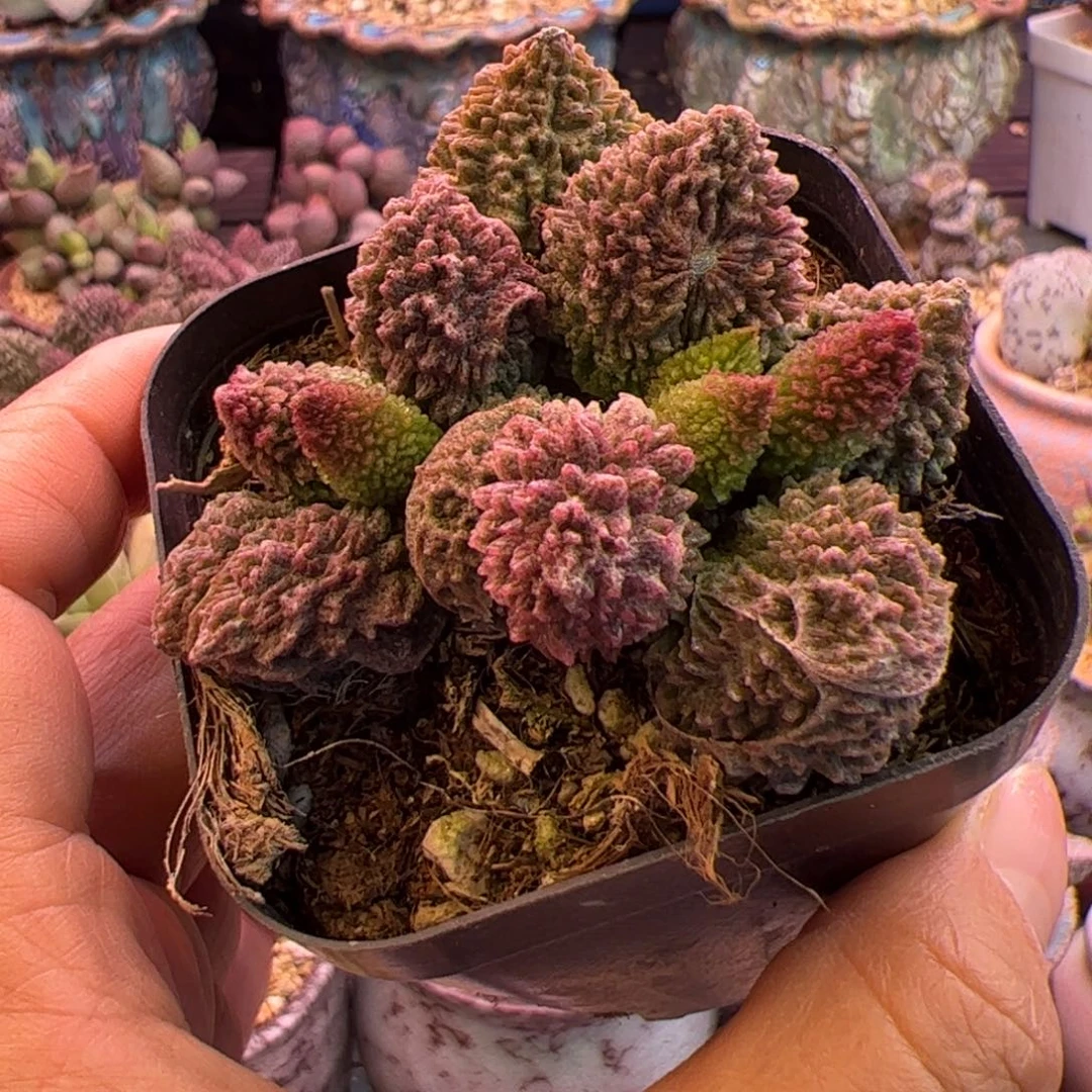 朱紫玉。