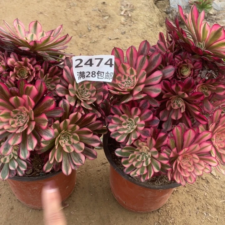 2474二号棚两个红铜鼓A