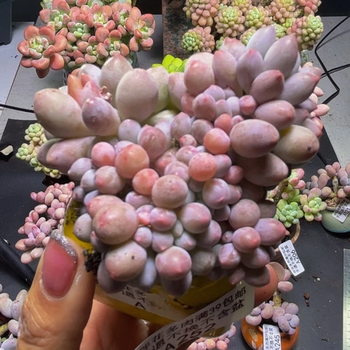 香水手指奶酪252/6cm