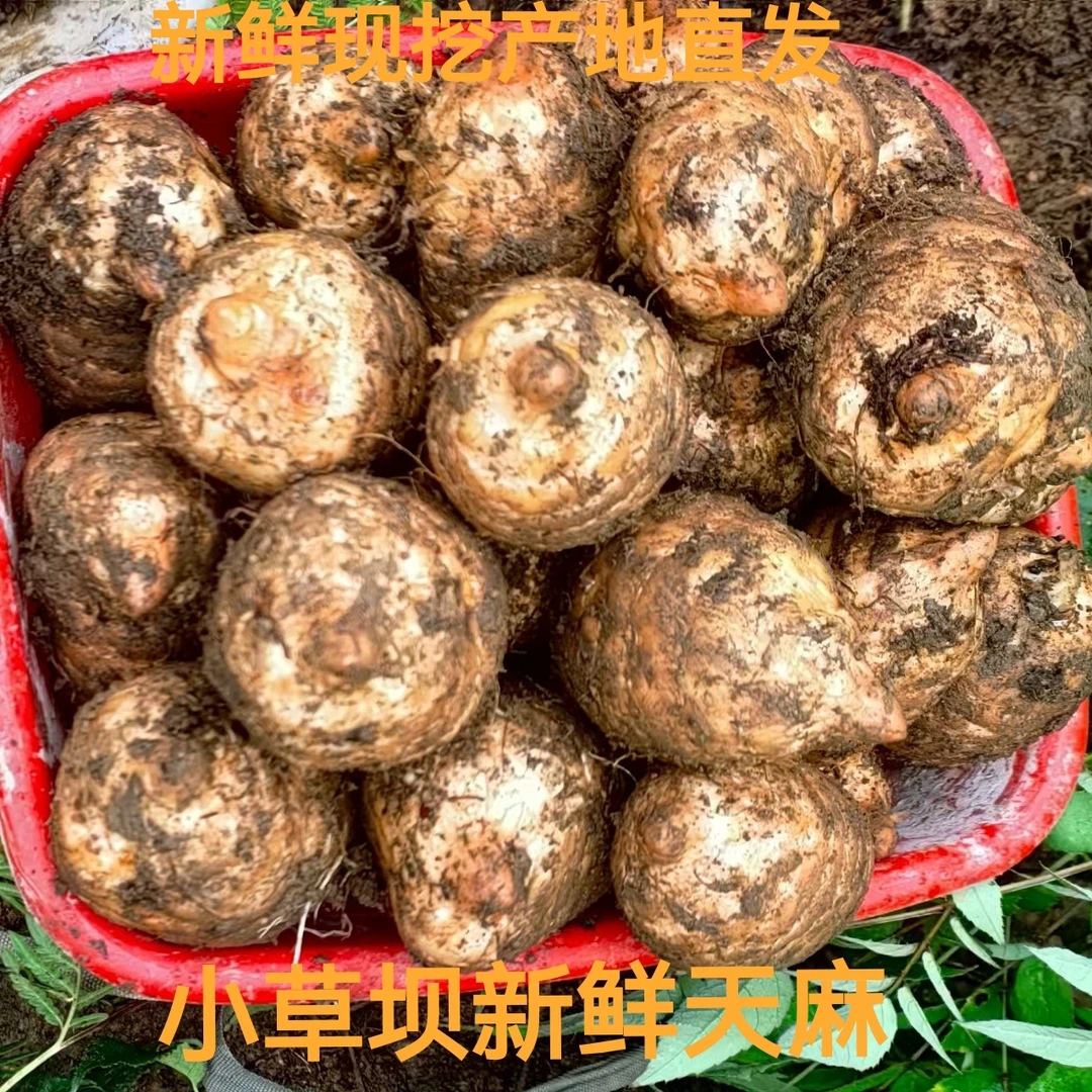 (新鲜天麻) 正宗云南昭通小草坝新鲜天麻1斤/3斤/5斤现挖产地直发