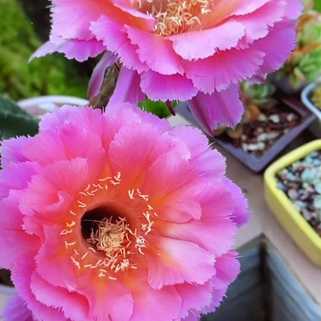 山脉彩侧牙20包邮55