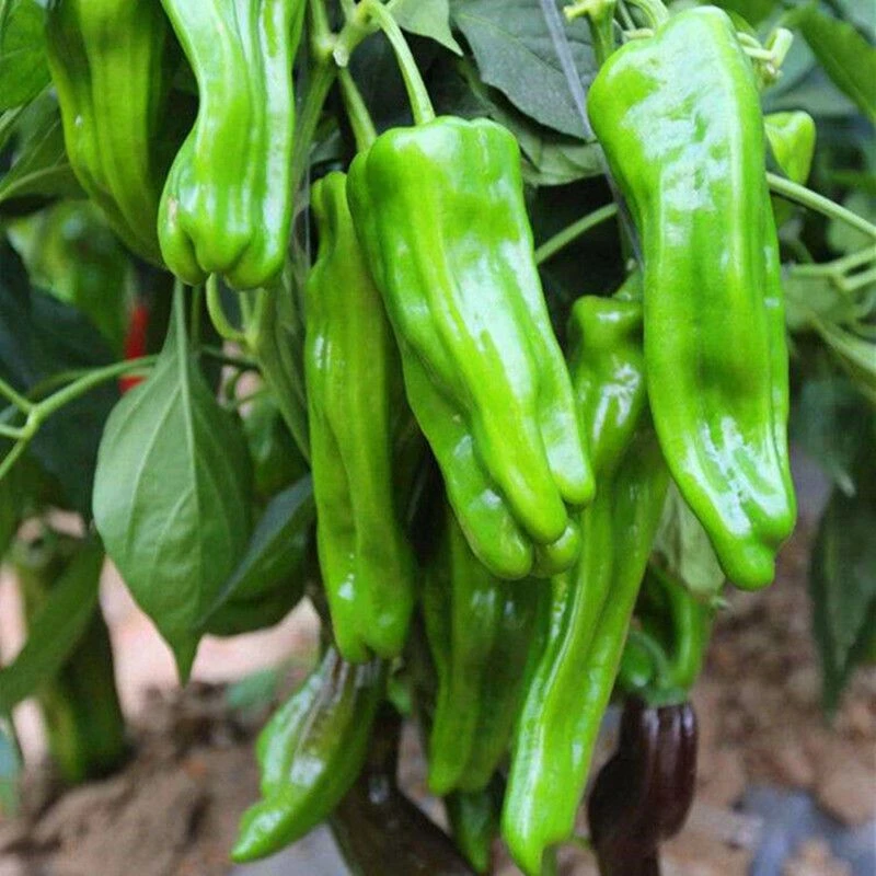 春播】薄皮辣椒种子长泡椒微辣春季四季盆栽早熟高产辣椒种籽孑