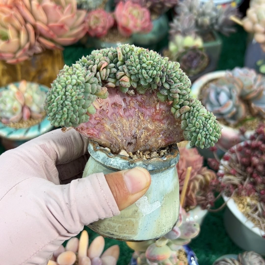 站****跳183 多肉植物组合盆栽