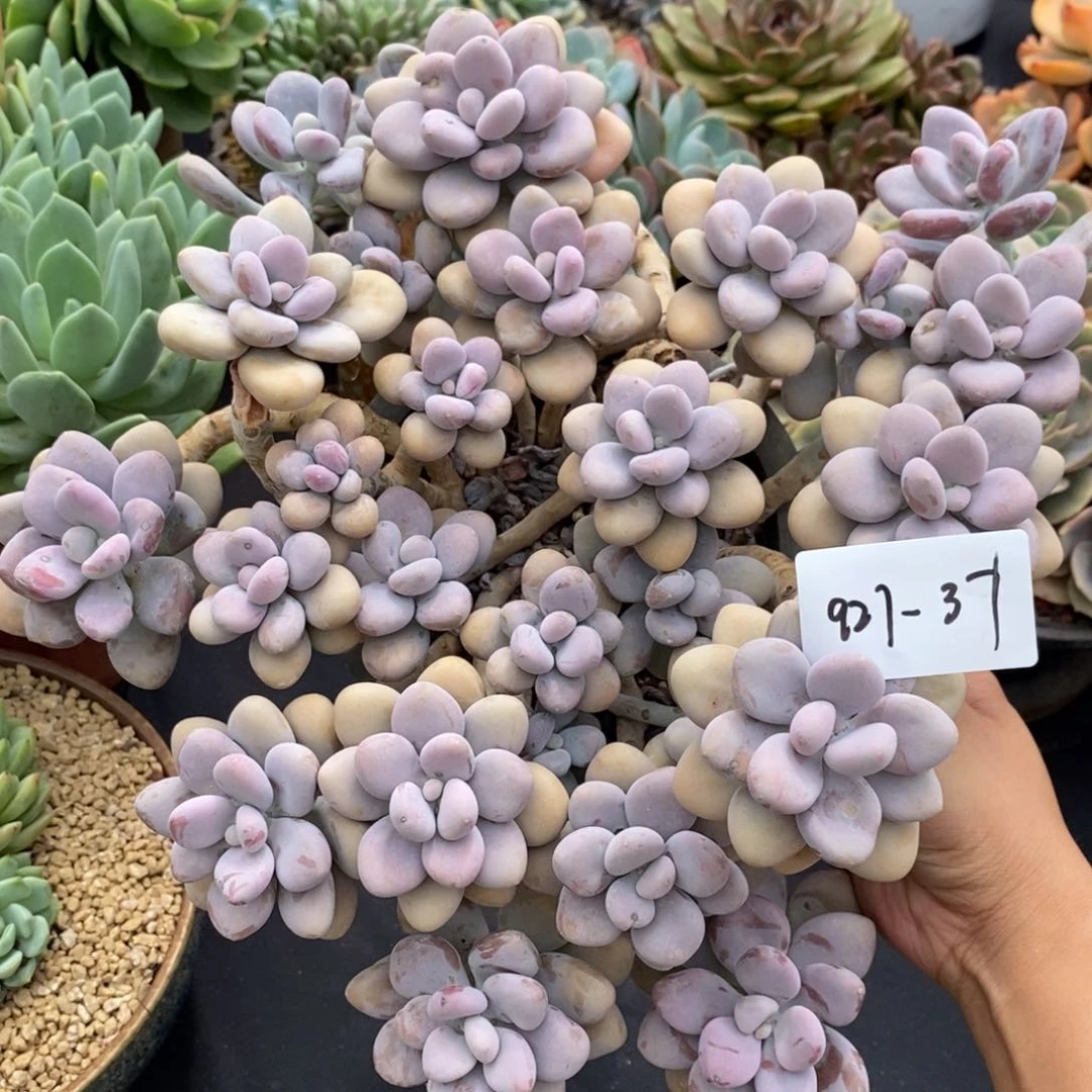 夏悦多肉927-87桃蛋